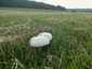 Nagyspórás csiperke (Agaricus crocodilinus), Budai-hegység
